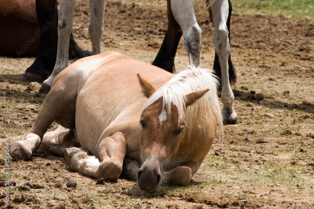 Fototapeta premium Cavallo