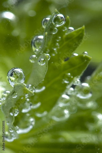 parsley in water