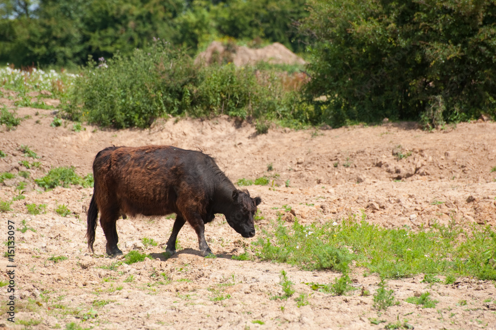 Fototapeta premium Cow in free nature