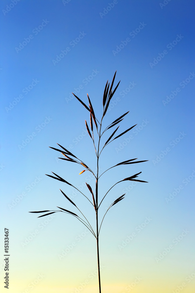 oats silhouette on sunset background oats silhouette on sunset background