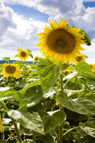 Fototapeta Naklejka Na Ścianę i Meble -  sunflower field