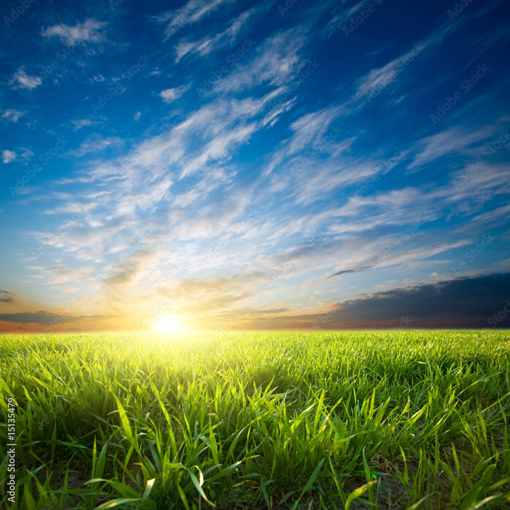 Sunset over green crops Sunset over green crops
