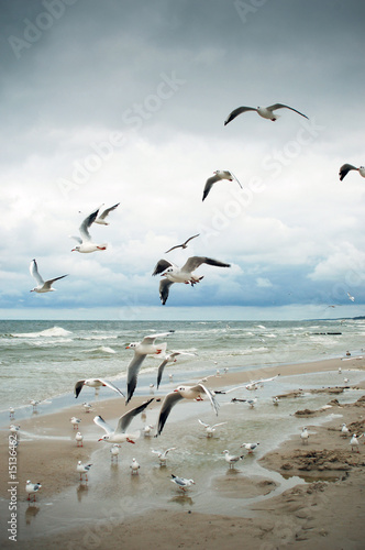 Seagulls at the Baltic sea. © Slavko Slavcic