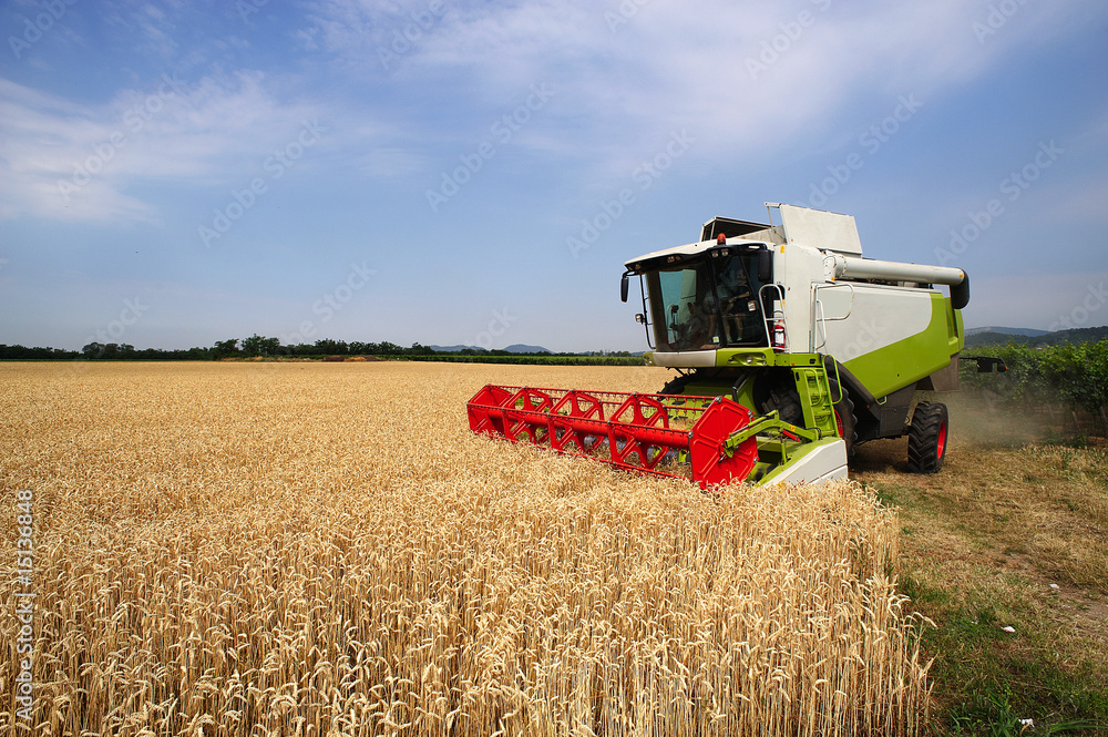 Fototapeta premium mietitura