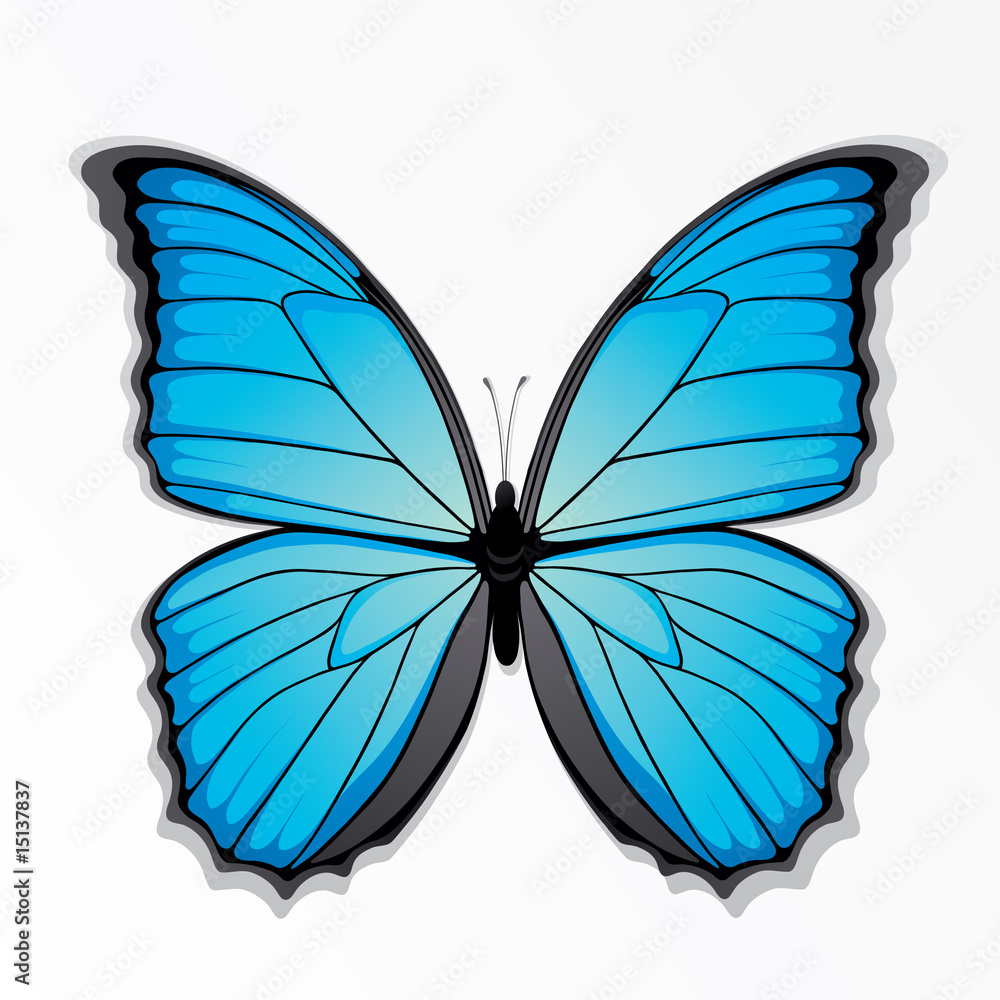 The blue butterfly The blue butterfly