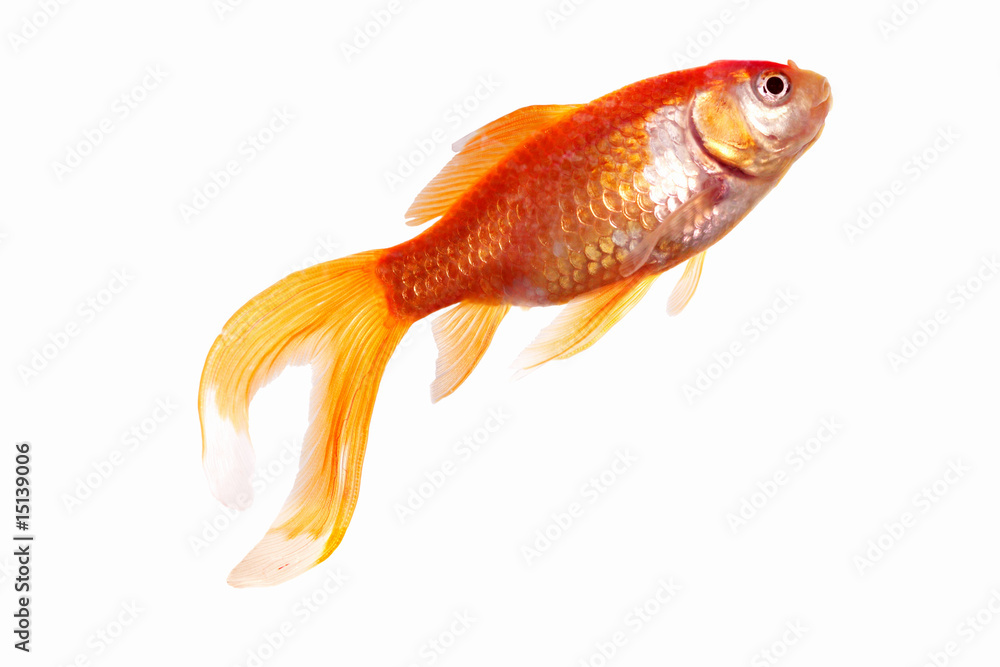 Fototapeta premium Goldfish