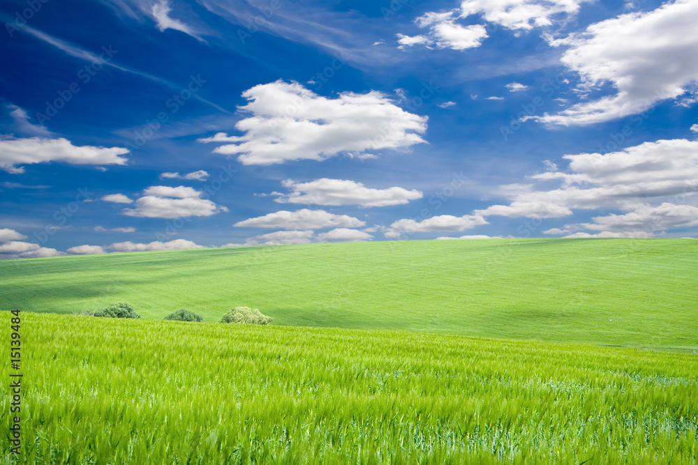 Obraz premium grass