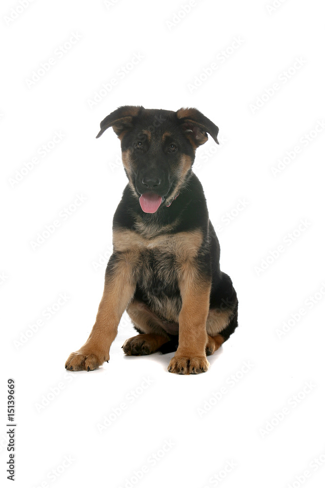 Obraz premium cute little German Shepherd puppy with tongue out
