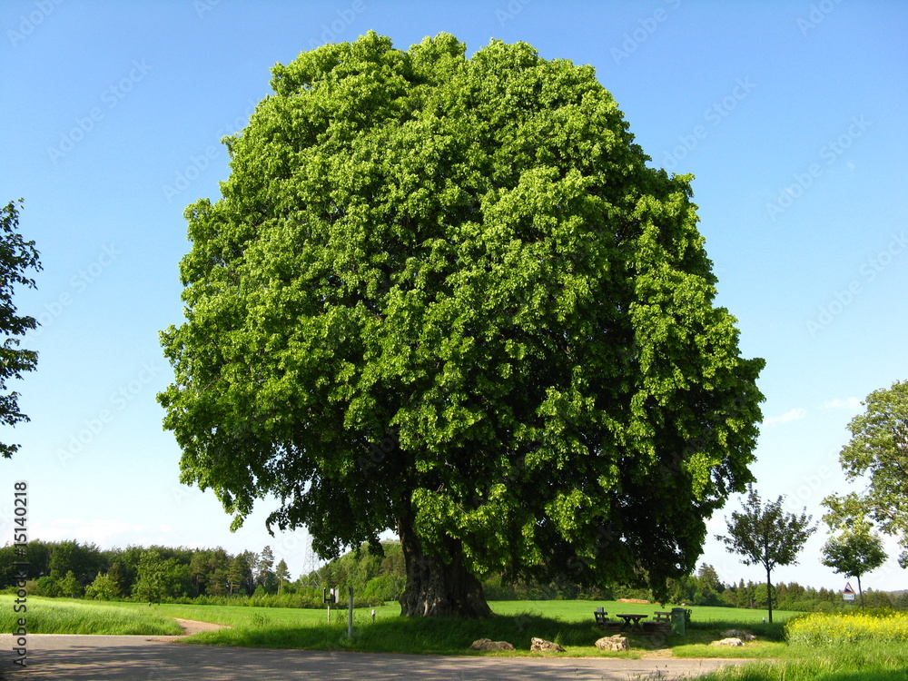 Obraz premium Lindenbaum