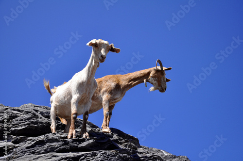 Two goats overlooking cliff