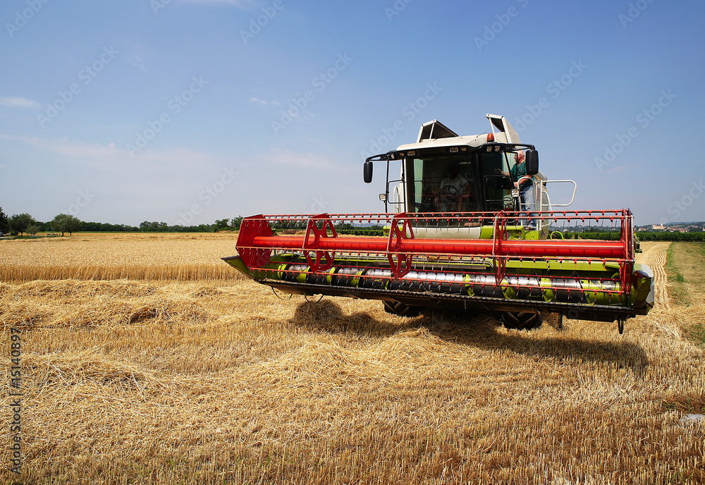 Fototapeta premium mietitura