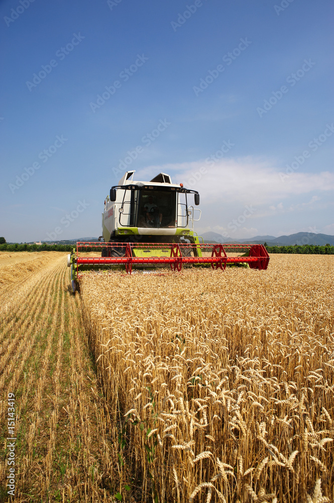 Obraz premium mietitura