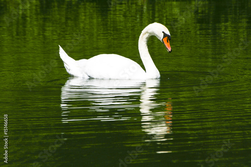 Schwan im Gr  nen