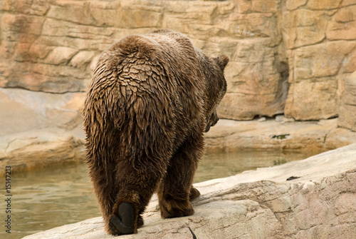 Brown Bear