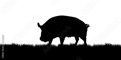 pig on the meadow