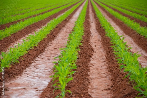 Freshly watered field with new corn plants