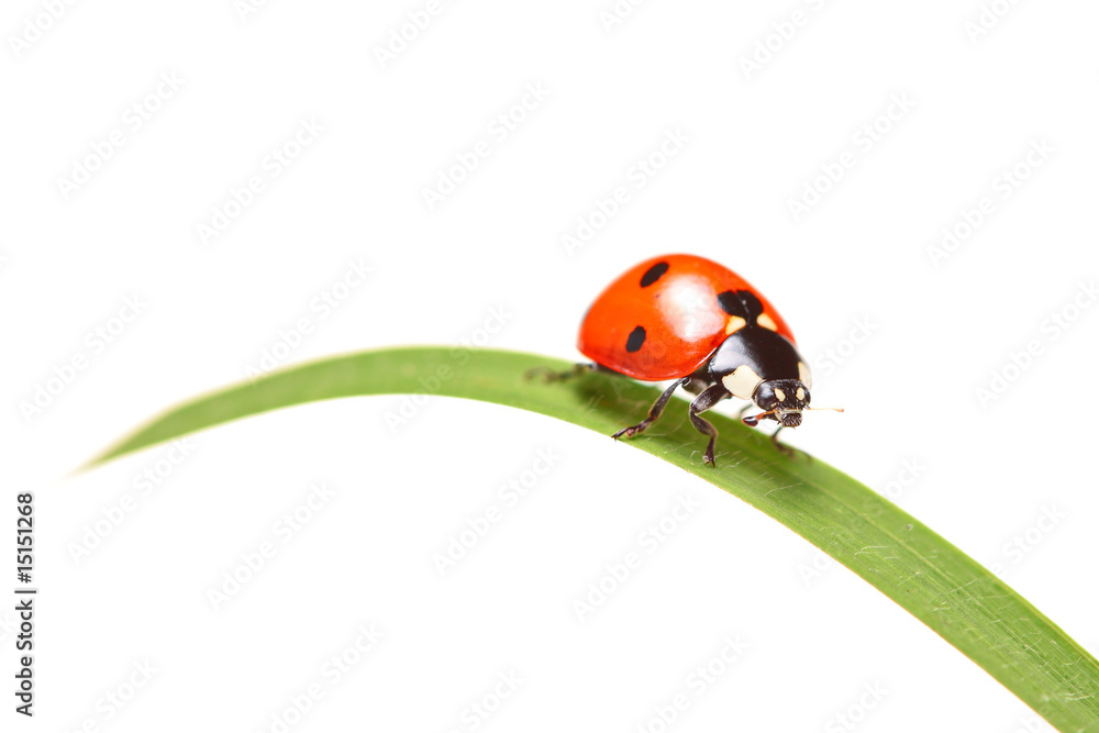 Ladybird walking on a leaf isolated on white background Ladybird walking on a leaf isolated on white background