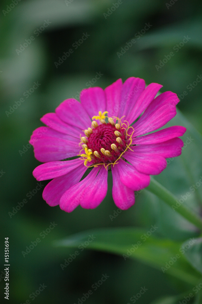 purple daisy purple daisy