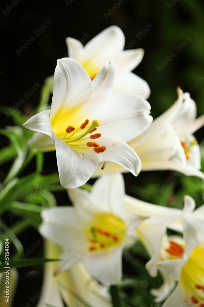 White Lilies White Lilies