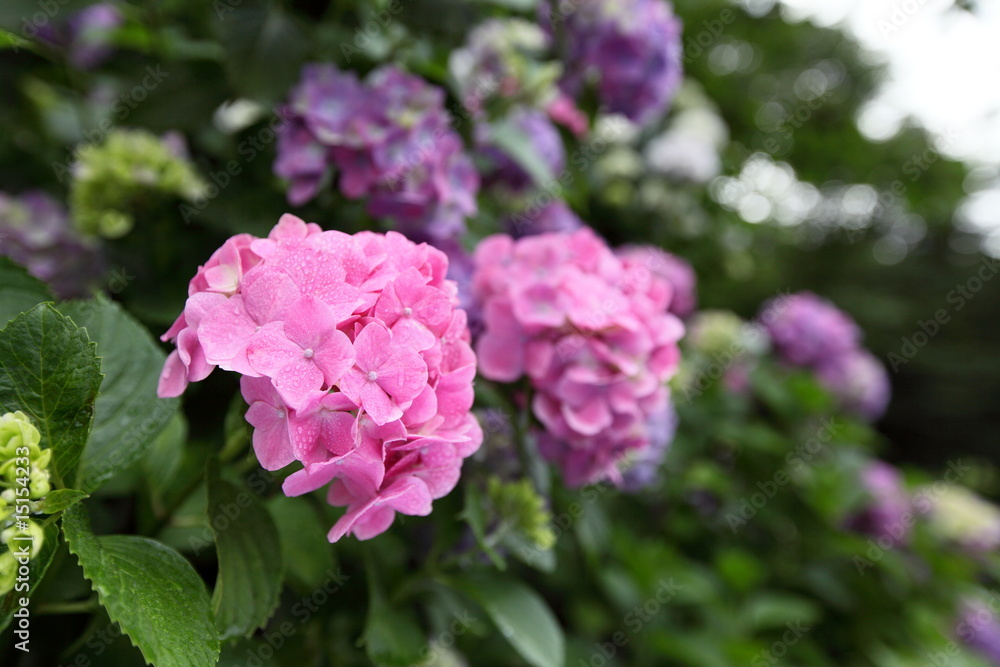 紫陽花 飛鳥山公園 東京 紫陽花 飛鳥山公園 東京
