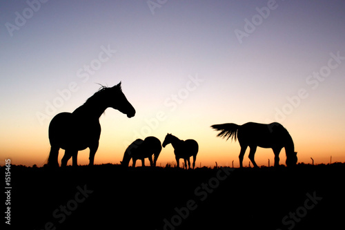 Horses At Sunset