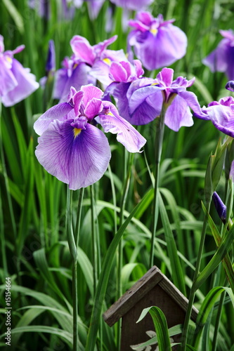 Irises / 花菖蒲　堀切菖蒲園