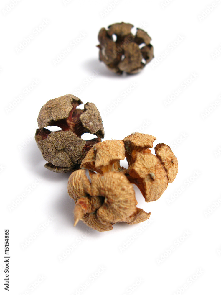Three Pine Cones on white background Three Pine Cones on white background
