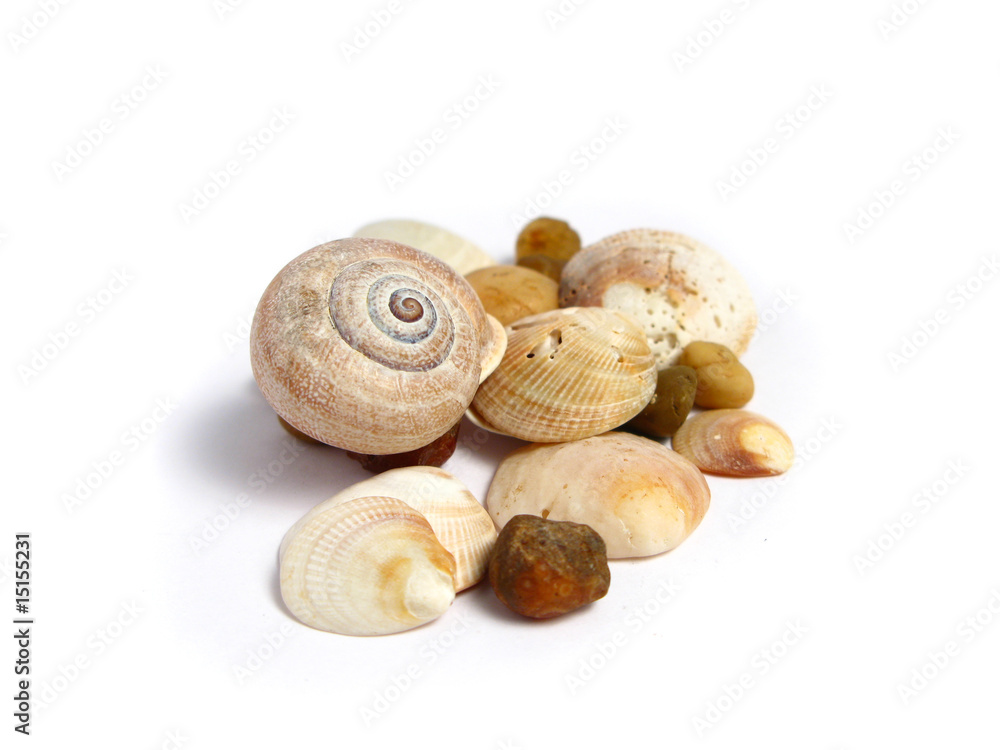 Stones and shells on white background Stones and shells on white background