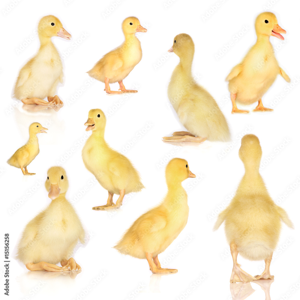 Fototapeta premium Collage of ducklings