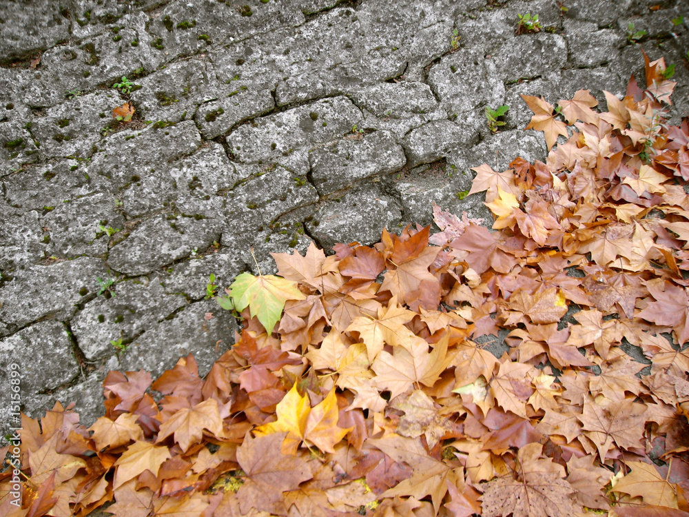 Autumn Autumn