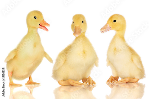 Three ducklings isolated on white