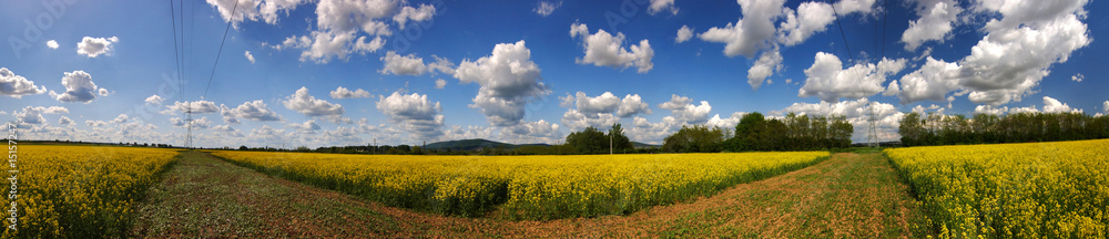 Beautiful rapefield with nice cloudscape in panorama shape