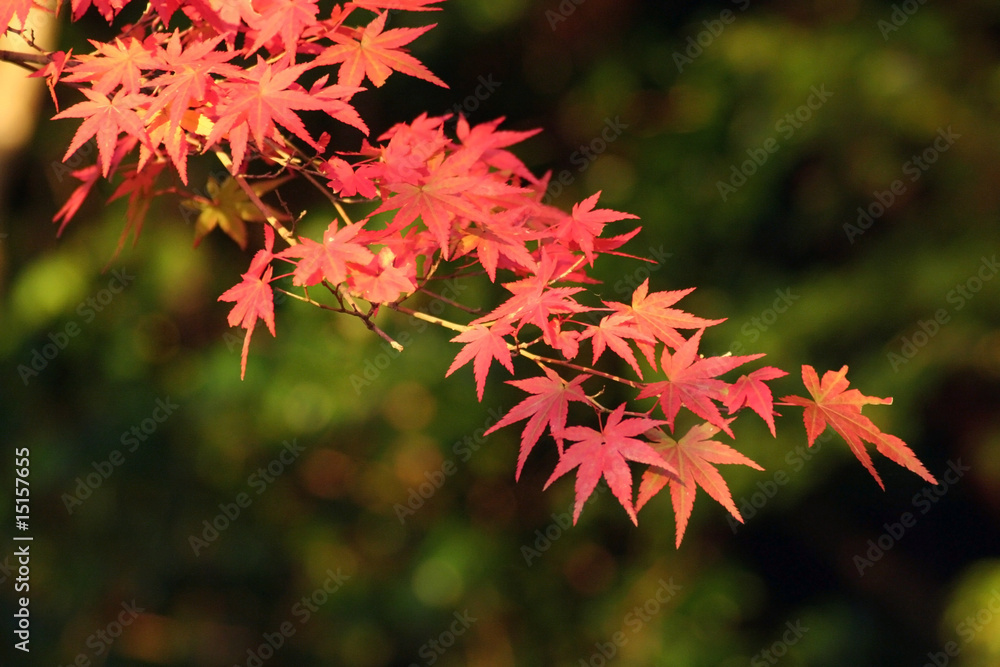 Fall Foliage Fall Foliage