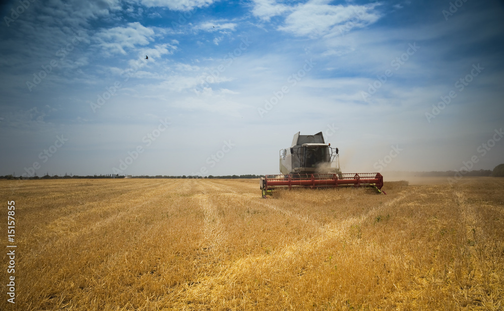 Naklejka premium Harvest time