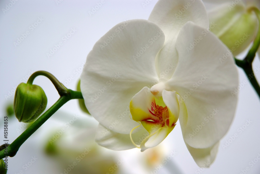 Fototapeta premium Orchideen