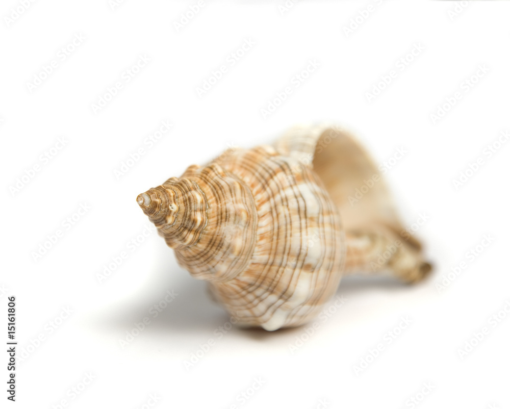 isolated seashell