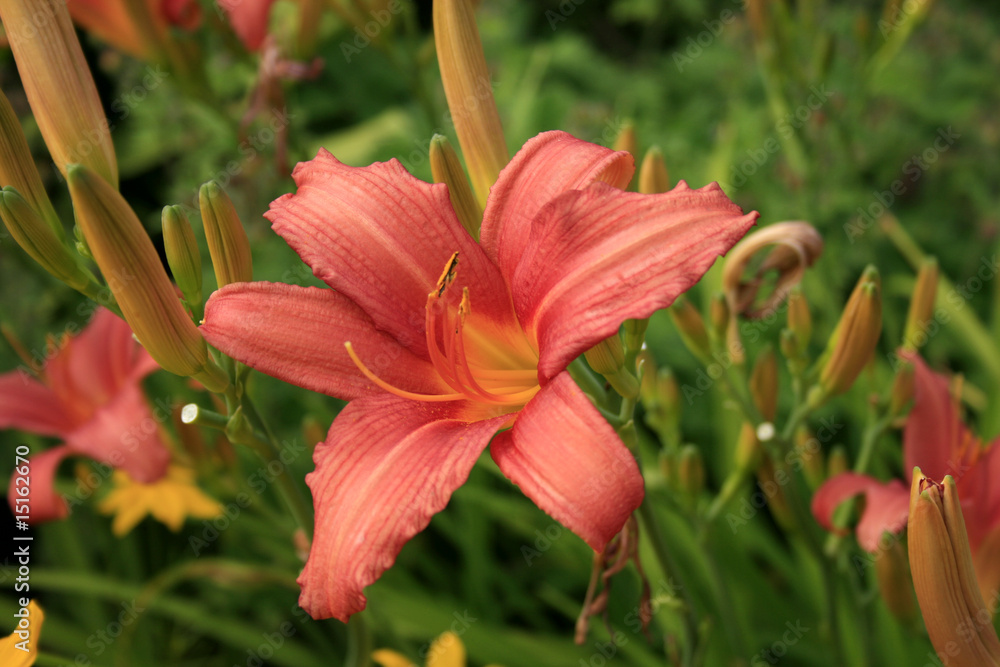 Obraz premium rote Lilie