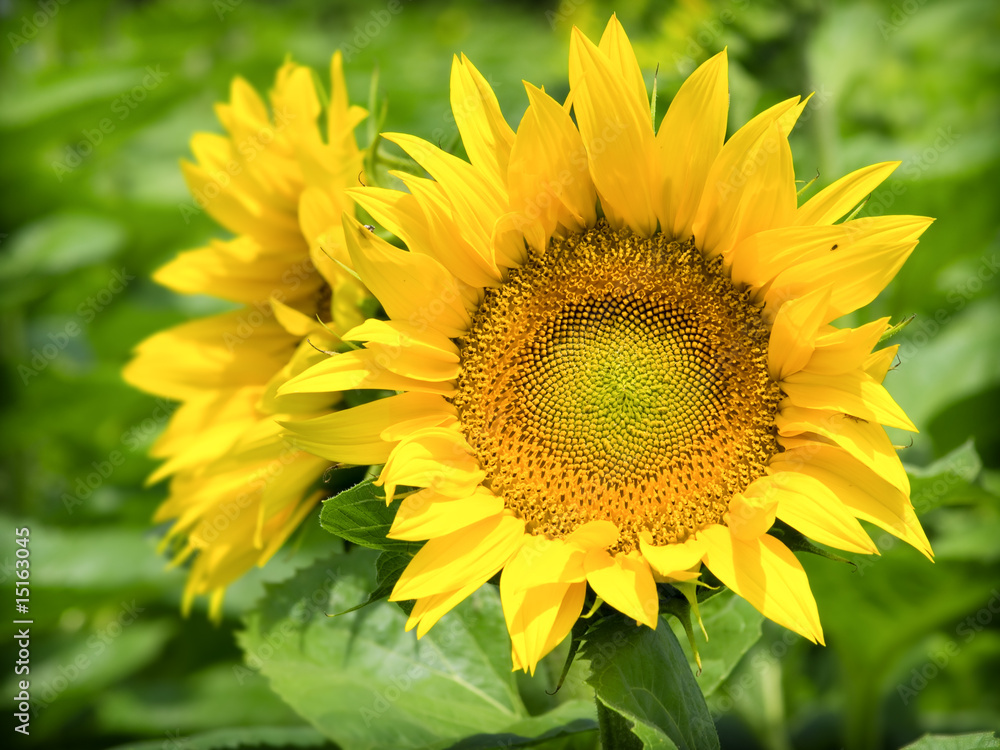 sunflower closeup sunflower closeup