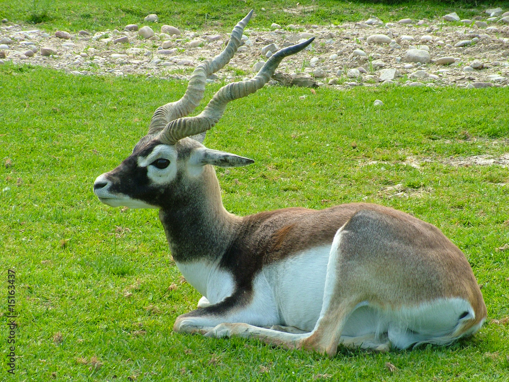 african animal african animal
