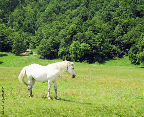 white horse in a green field