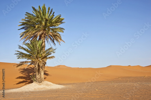 date palms in sand dunes