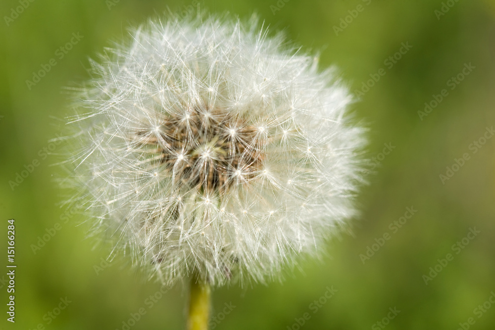 Deflorate dandelion