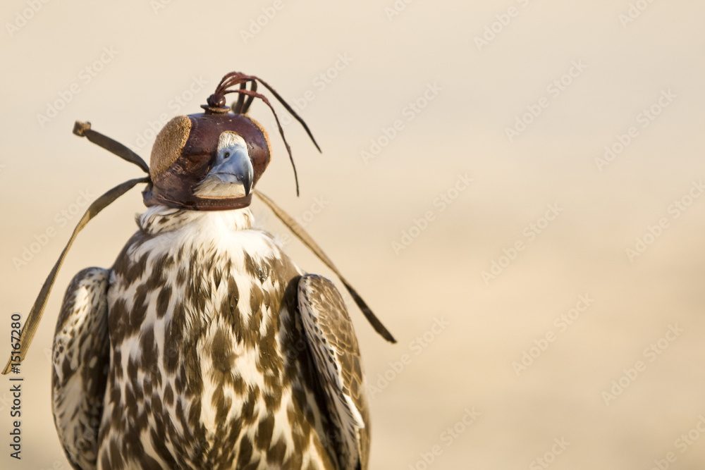 Obraz premium Hooded Falcon