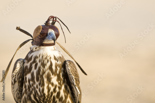 Hooded Falcon
