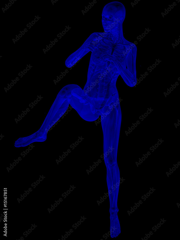 Anatomischer Körper Anatomischer Körper