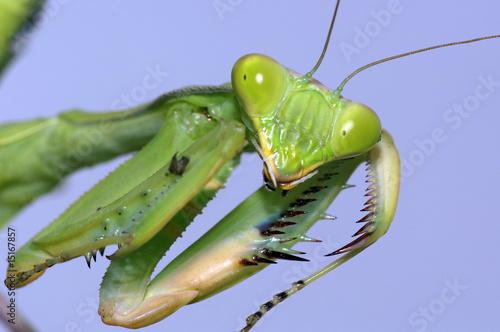 Portrait of the Praying Mantis close-up