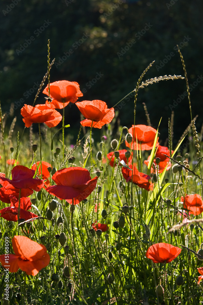 Obraz premium Field with poppy's in the sun on a summer morning
