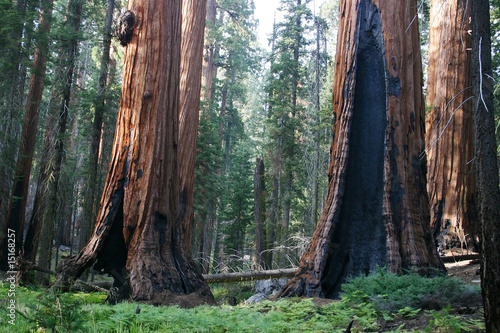 Sequoias