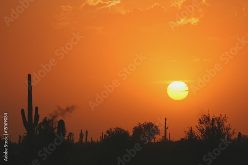 Saguaro silhouette