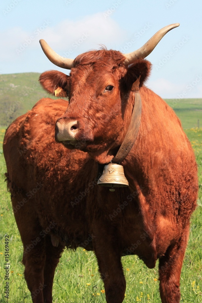 vache vache